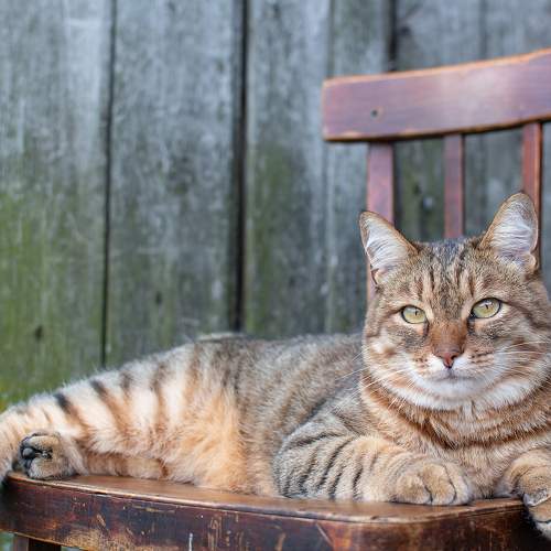 Photo #10808301