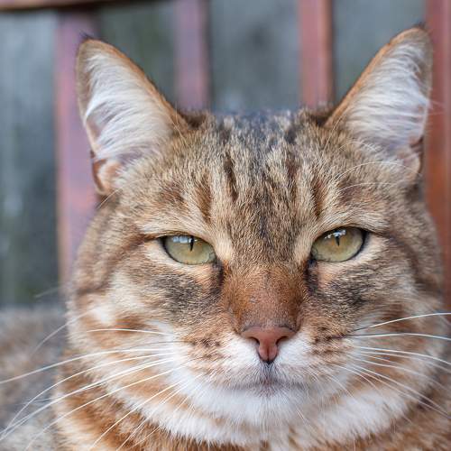 Photo #10808303