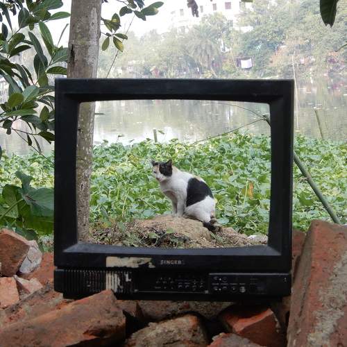 Photo #10808435