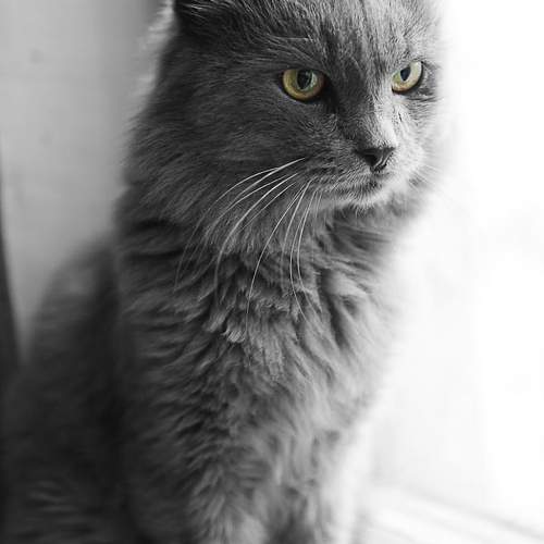 Photo #10808547