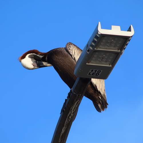 Photo #10808635