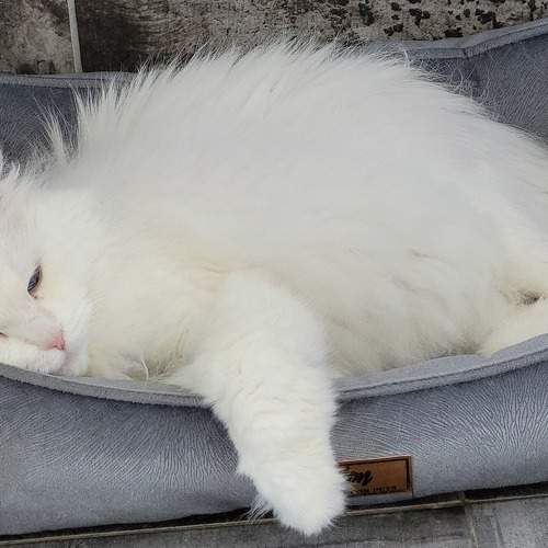 Фотография #10808696