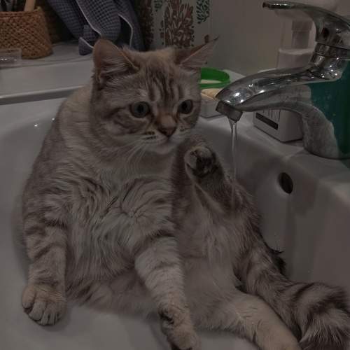 Photo #10808772