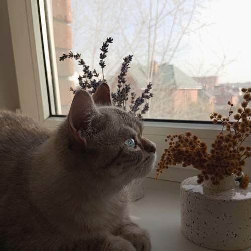 Photo #10808774
