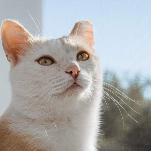 Photo #10808837