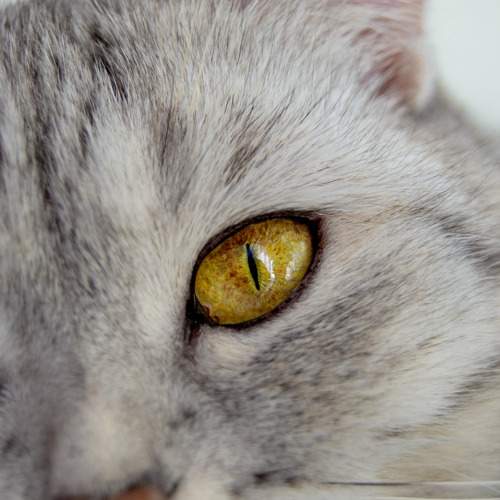 Photo #10808838