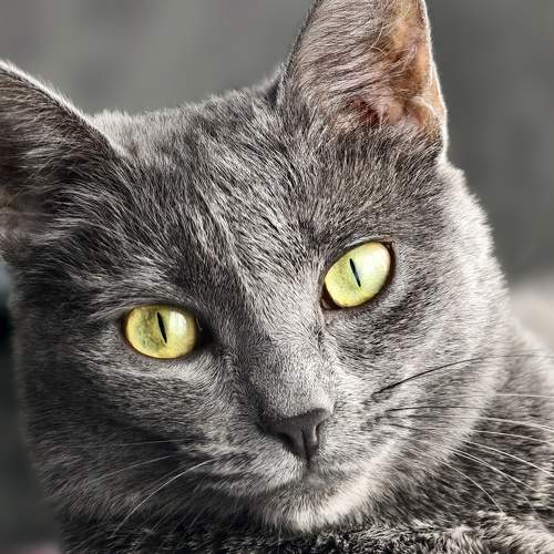 Photo #10808858