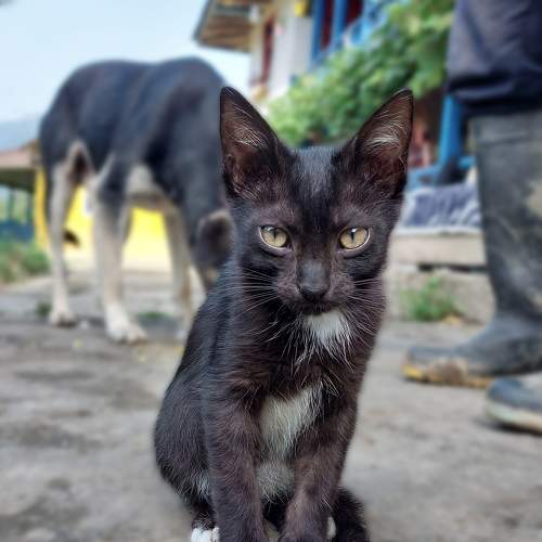 Photo #10808893