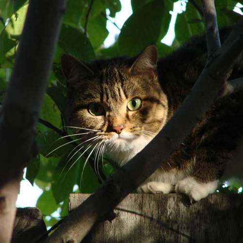 Photo #10809100