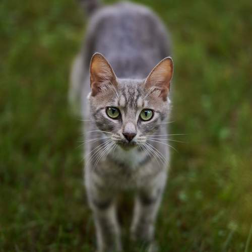 Photo #10809615