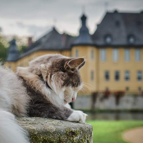 Photo #10809635
