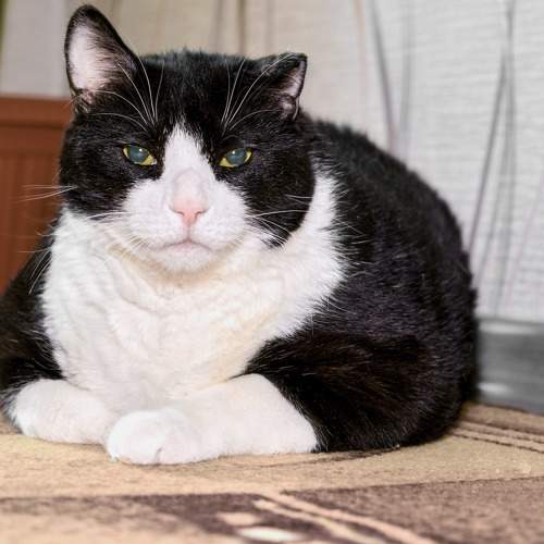 Photo #10810081