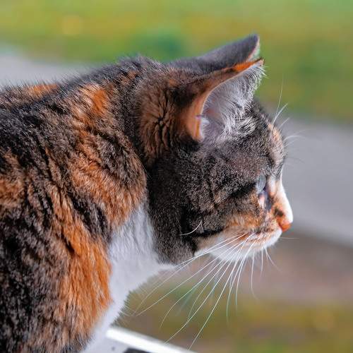 Photo #10810088