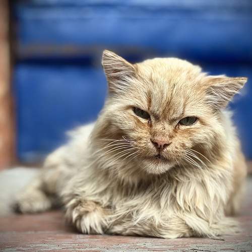 Photo #10810191