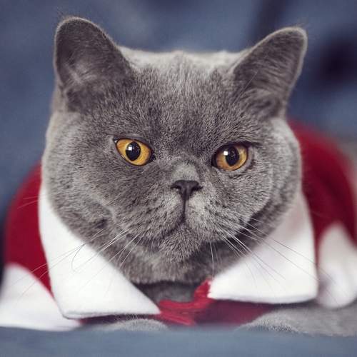 Photo #10811130