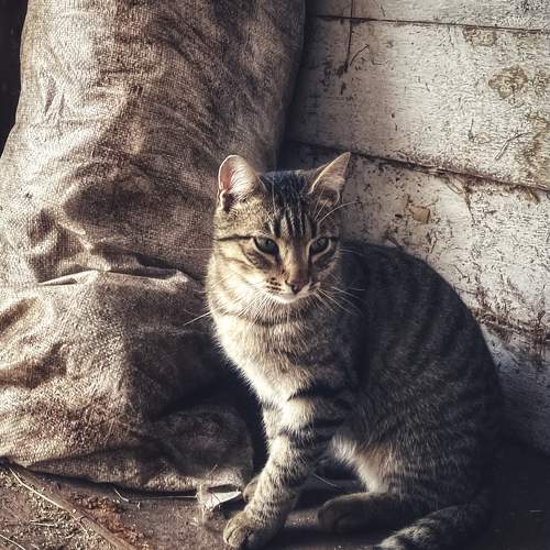Photo #10811167