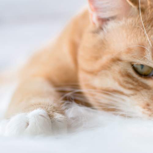Photo #10811168