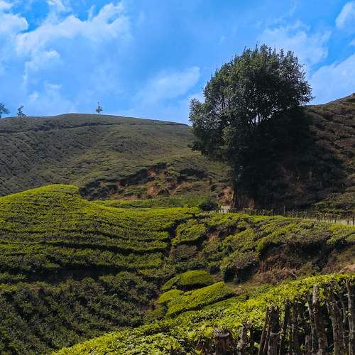 Beauty Of Munnar