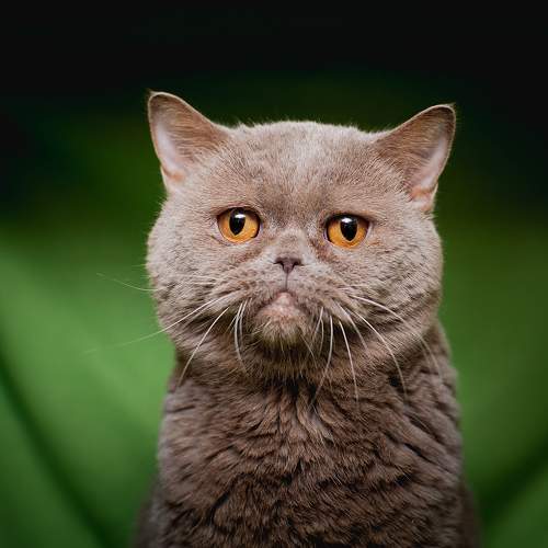Photo #10811589
