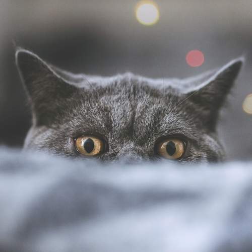 Photo #10811724