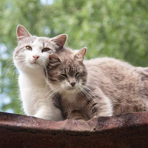 Photo #10812738