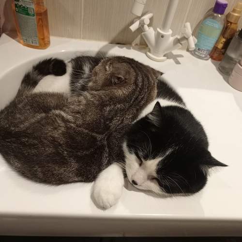 Photo #10812788