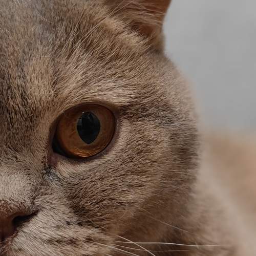 Photo #10813022
