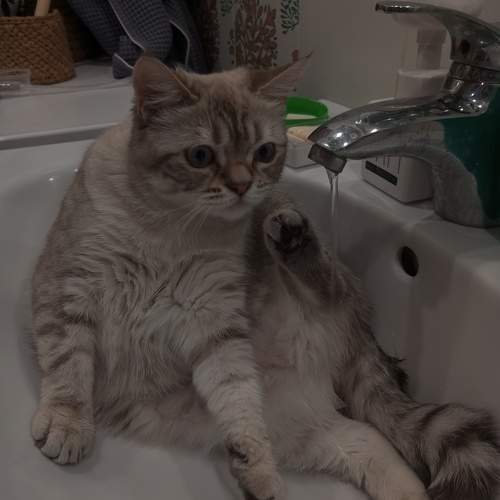 Photo #10813108