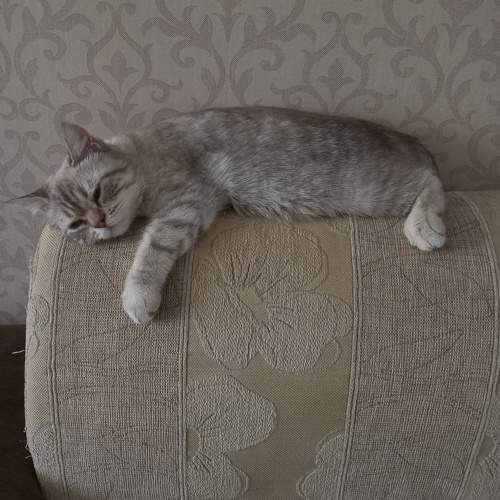 Photo #10813109