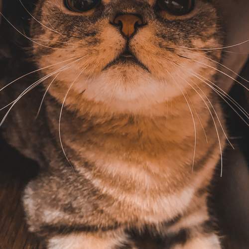 Photo #10813151