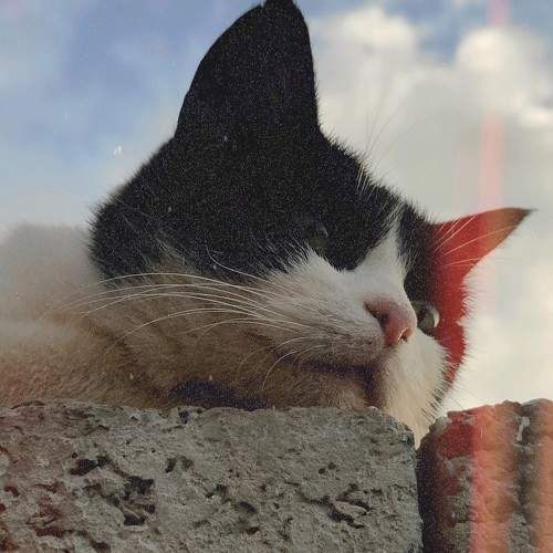 Photo #10813344