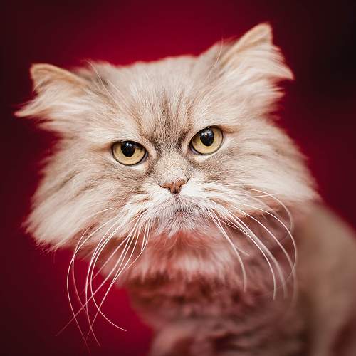 Photo #10813367