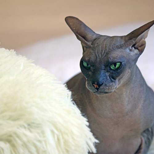 Photo #10813567