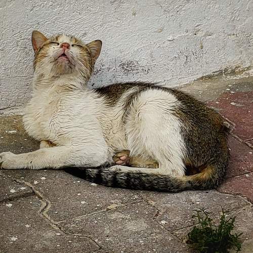 Photo #10813853