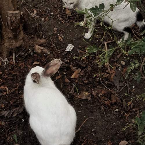 Photo #10813854