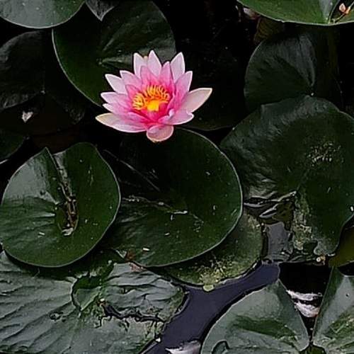 Photo #10813869