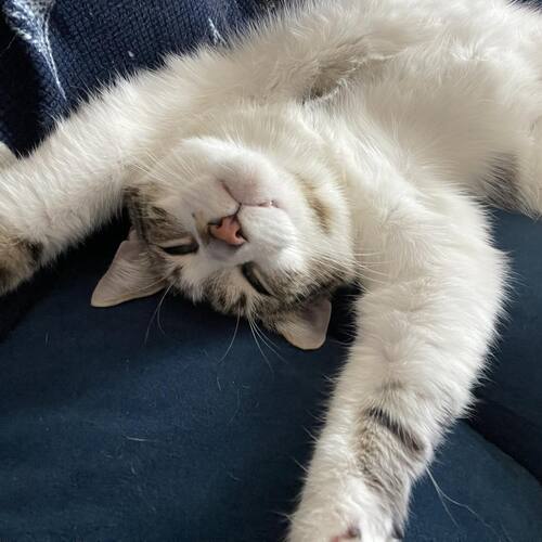 Photo #10813910