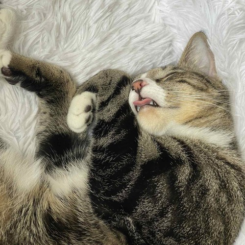 Photo #10813917