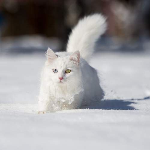 Photo #10814032