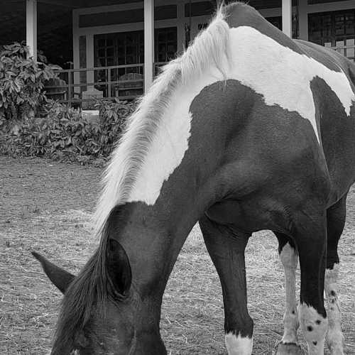 Photo #10815253
