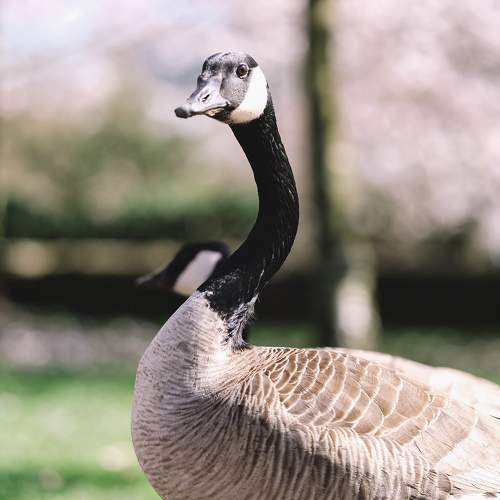 Photo #10815333