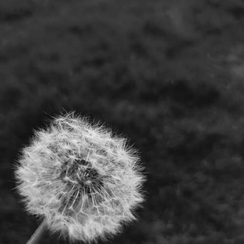 Photo #10815473