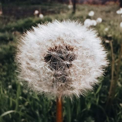 Photo #10815490
