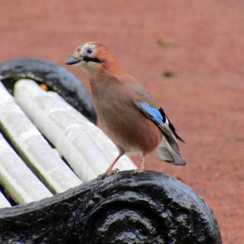 Photo #10815838