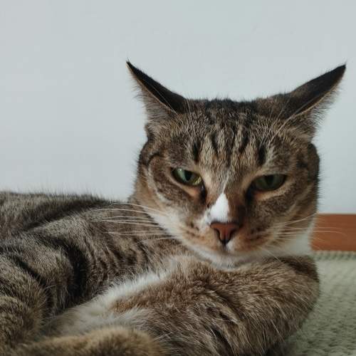 Photo #10815848