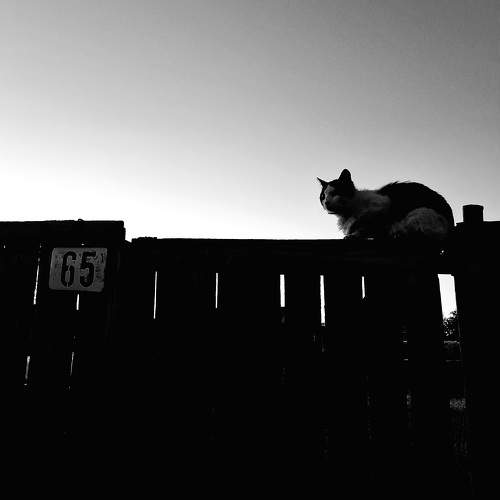 Photo #10816015
