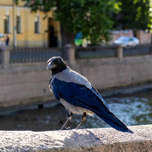 Photo #10816110