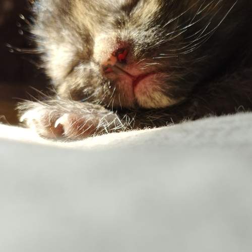 Photo #10816358