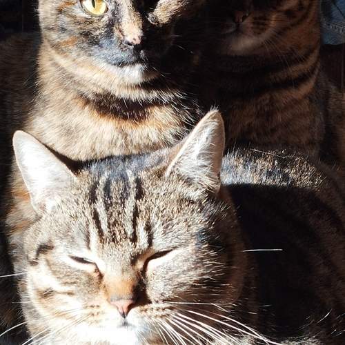 Photo #10816393