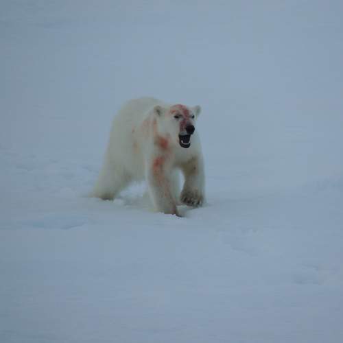 Photo #10816629